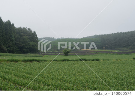 霧に包まれた高原のニンニク畑 霧に包まれた高原のニンニク畑 140060574