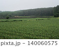 霧に包まれた高原のニンニク畑 140060575