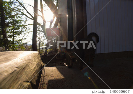 夕暮れの光の中を歩く猫と小屋の風景 夕暮れの光の中を歩く猫と小屋の風景 140060607