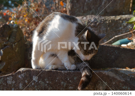 石段で日向ぼっこする猫 石段で日向ぼっこする猫 140060614