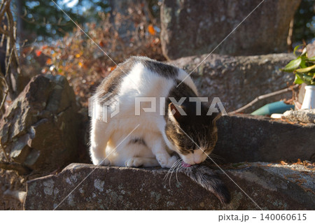 ひだまりで毛繕いする野良猫 ひだまりで毛繕いする野良猫 140060615