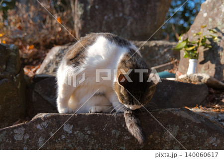 太陽の下で毛繕いする野良猫 太陽の下で毛繕いする野良猫 140060617