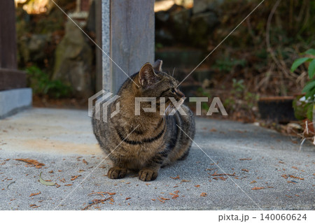 横を見つめる猫 横を見つめる猫 140060624