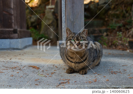 見つめる猫の香箱座り 140060625