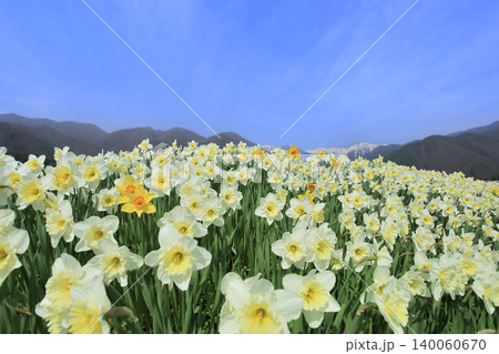 スイセンの花と中央アルプス スイセンの花と中央アルプス 140060670