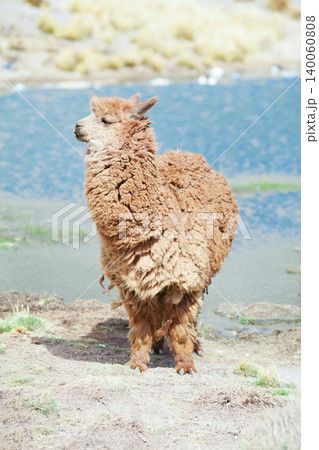 lamas in Andes,Mountains, Peru 140060808