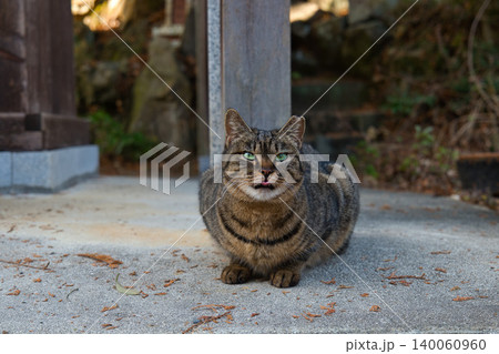 舌を出す野良猫 舌を出す野良猫 140060960