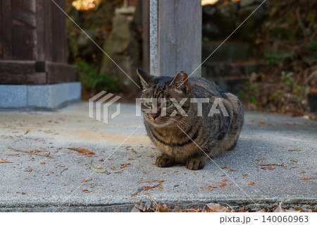 じっと見つめる野良猫 140060963