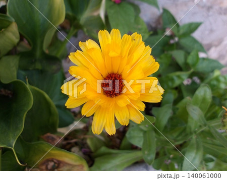 Yellow calendula flower. Yellow calendula flower. 140061000