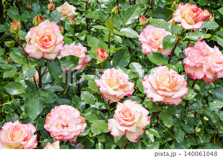 中之条ガーデンズ 満開のローズガーデン 中之条ガーデンズ 満開のローズガーデン 140061048
