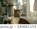 窓辺で見上げる茶白のミックス猫 逆光の後ろ姿 140061154