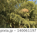 枝垂れた竹林 140061197