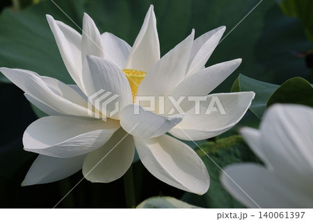 蓮の花泥中より出て神々し 140061397