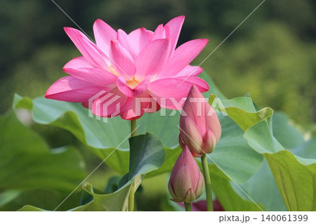 光放つ今朝の蓮花一段と鮮やか 光放つ今朝の蓮花一段と鮮やか 140061399