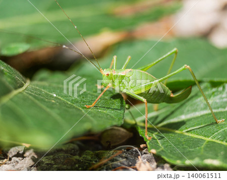 Macro close up of a green bush-cricket Tettigoniidae on a leaf -nature, entomology studies, biodiversity research, and agricultural topics involving potential crop-feeding insects Macro close up of a green bush-cricket Tettigoniidae on a leaf -nature, entomology studies, biodiversity research, and agricultural topics involving potential crop-feeding insects 140061511