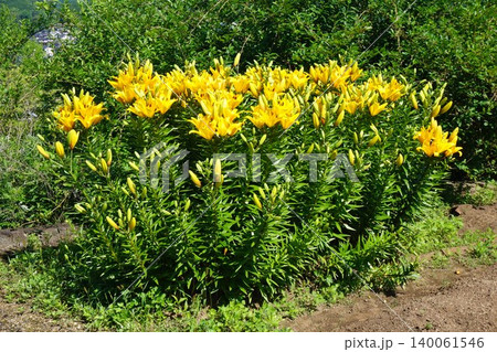 存在感のあるユリ科の花「スカシユリ」 140061546