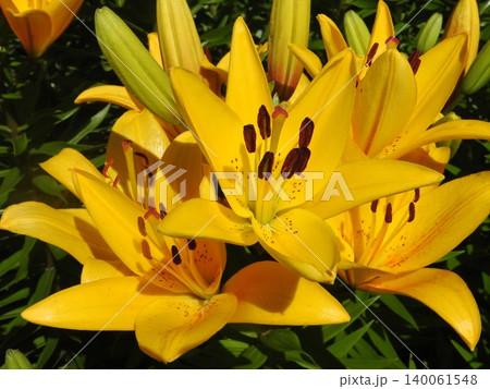 存在感のあるユリ科の花「スカシユリ」 存在感のあるユリ科の花「スカシユリ」 140061548
