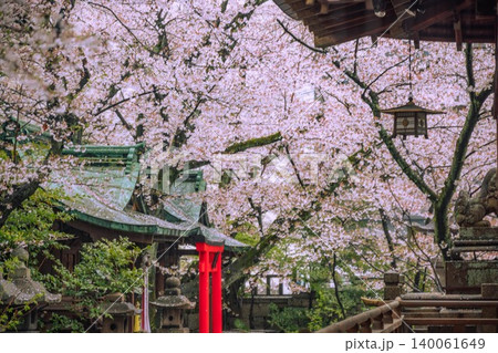 滋賀大津 天孫神社 さくら 滋賀大津 天孫神社 さくら 140061649