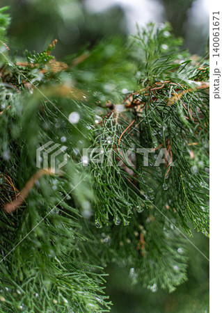 Thuja trees in the snowing period 140061671