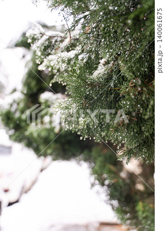 Thuja trees in the snowing period Thuja trees in the snowing period 140061675