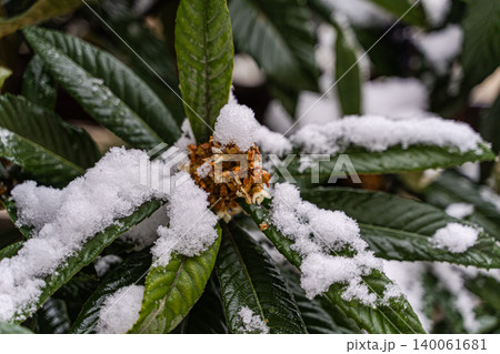 Melar tree blooming under the snow Melar tree blooming under the snow 140061681