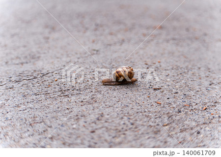 Snail on the park path Snail on the park path 140061709