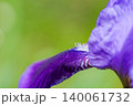 Close up of petal of blue iris flower in the meadow 140061732