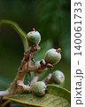 Unripe fruits of Japanese plum or Loquat on the tree in orchard 140061733
