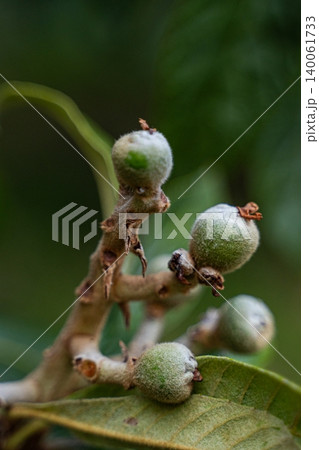 Unripe fruits of Japanese plum or Loquat on the tree in orchard 140061733