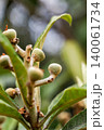 Unripe fruits of Japanese plum or Loquat on the tree in orchard 140061734