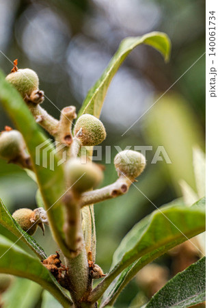 Unripe fruits of Japanese plum or Loquat on the tree in orchard Unripe fruits of Japanese plum or Loquat on the tree in orchard 140061734
