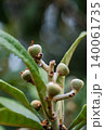 Unripe fruits of Japanese plum or Loquat on the tree in orchard 140061735