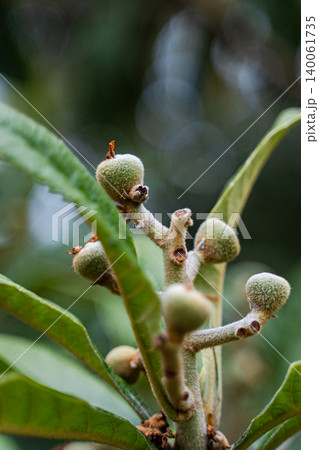Unripe fruits of Japanese plum or Loquat on the tree in orchard 140061735