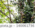 Wild bird on the tree in the spring forest 140061736