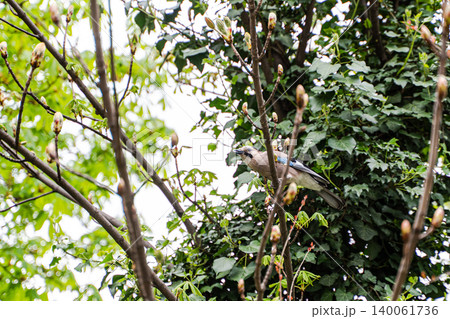 Wild bird on the tree in the spring forest 140061736