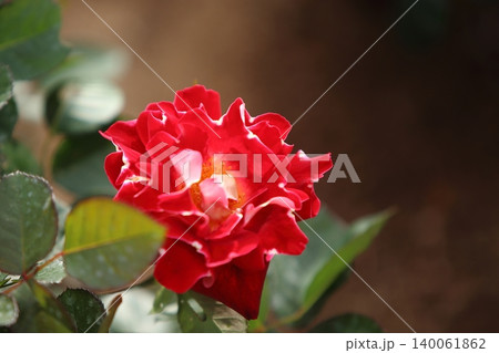 荒尾市 おもやい市民花壇 バラの花、 荒尾市 おもやい市民花壇 バラの花、 140061862