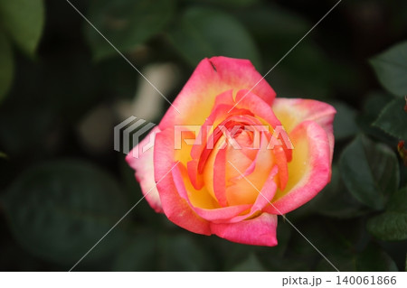 荒尾市 おもやい市民花壇 バラの花、 荒尾市 おもやい市民花壇 バラの花、 140061866