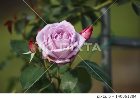 荒尾市　おもやい市民花壇　バラの花、 140061884