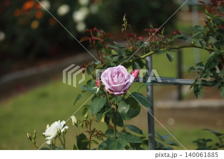 荒尾市　おもやい市民花壇　バラの花、 140061885