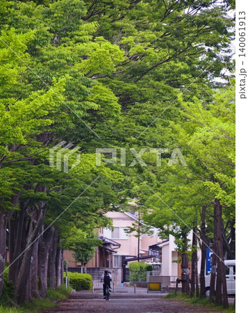 公園の並木道と自転車 公園の並木道と自転車 140061913