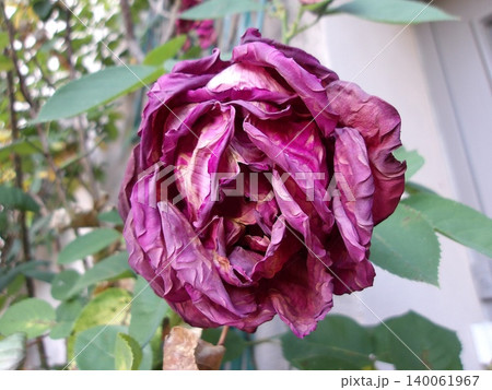 Deep purple rose bloom. Deep purple rose bloom. 140061967
