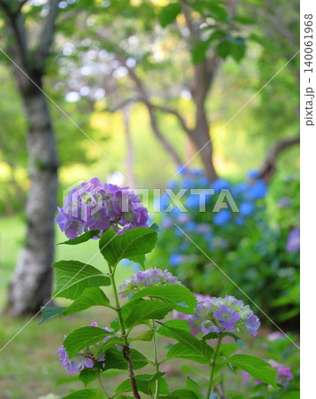 公園の紫陽花 140061968