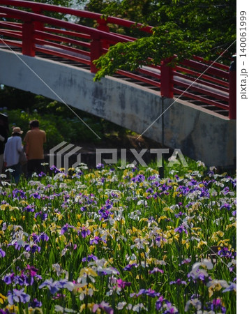 賀茂しょうぶ園の花菖蒲 賀茂しょうぶ園の花菖蒲 140061999