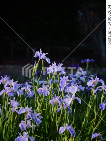 花菖蒲 花菖蒲 140062004