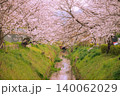 京都松ケ崎疎水　さくら 140062029