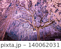 京都本満寺 夜桜ライトアップ 140062031