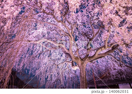 京都本満寺 夜桜ライトアップ 京都本満寺 夜桜ライトアップ 140062031