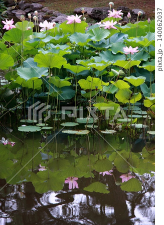 水面に映る千秋公園のハスの花 水面に映る千秋公園のハスの花 140062037