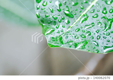 rain drop on the leaf, pagoda tree or frangipani or temple tree and rain droplet rain drop on the leaf, pagoda tree or frangipani or temple tree and rain droplet 140062070