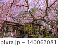 京都水火天満宮　しだれ桜 140062081